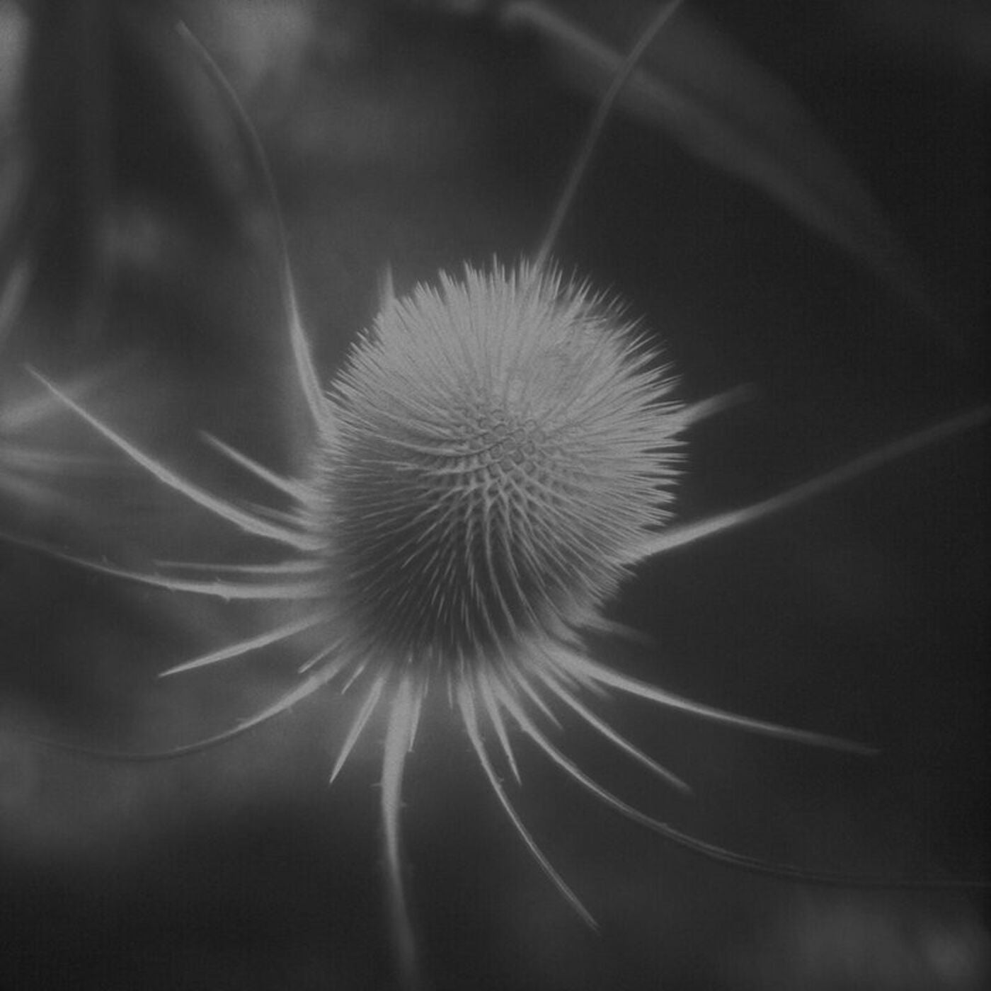 ssab – azurescens [FC05]