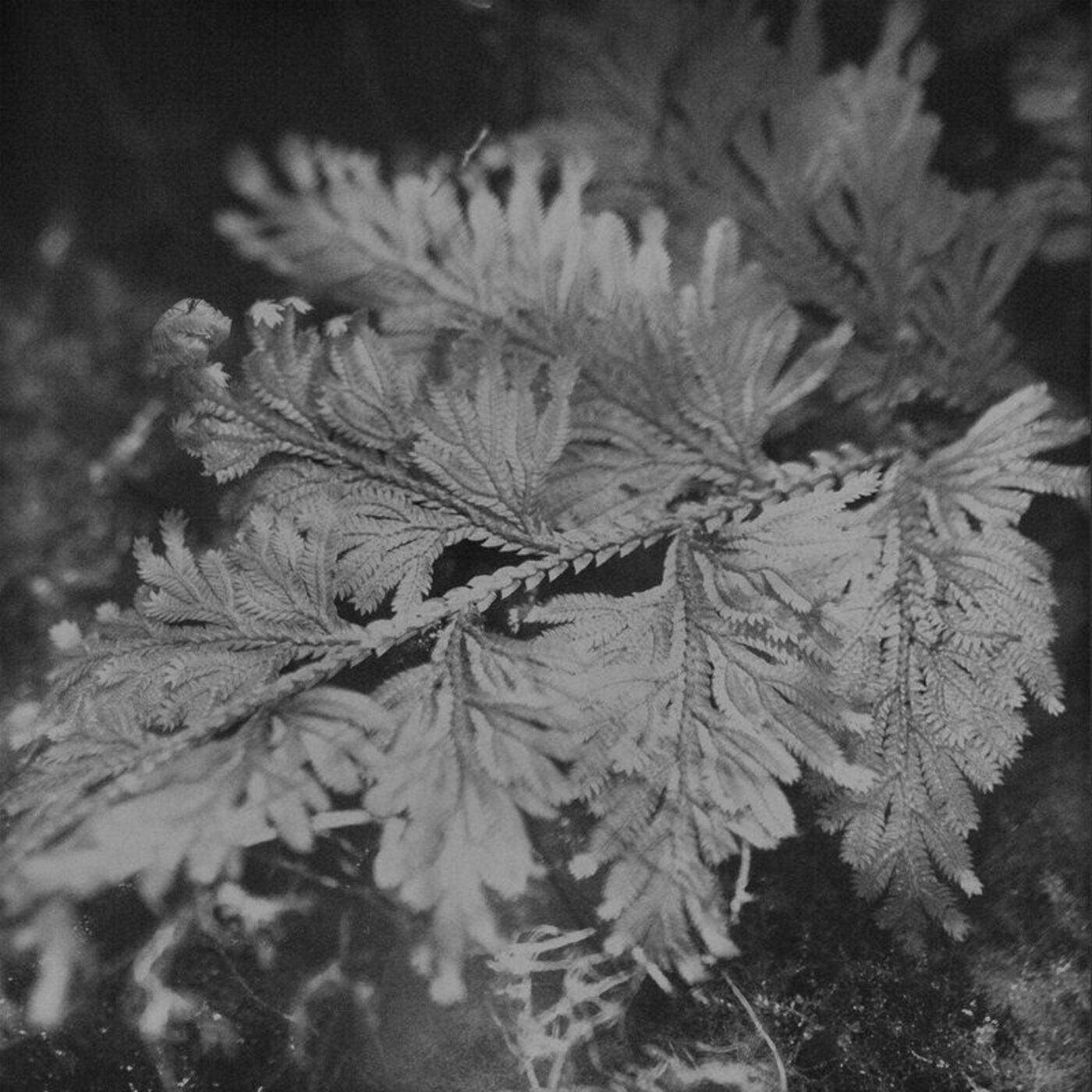 ssab – le roi est l’oiseau [FC06]