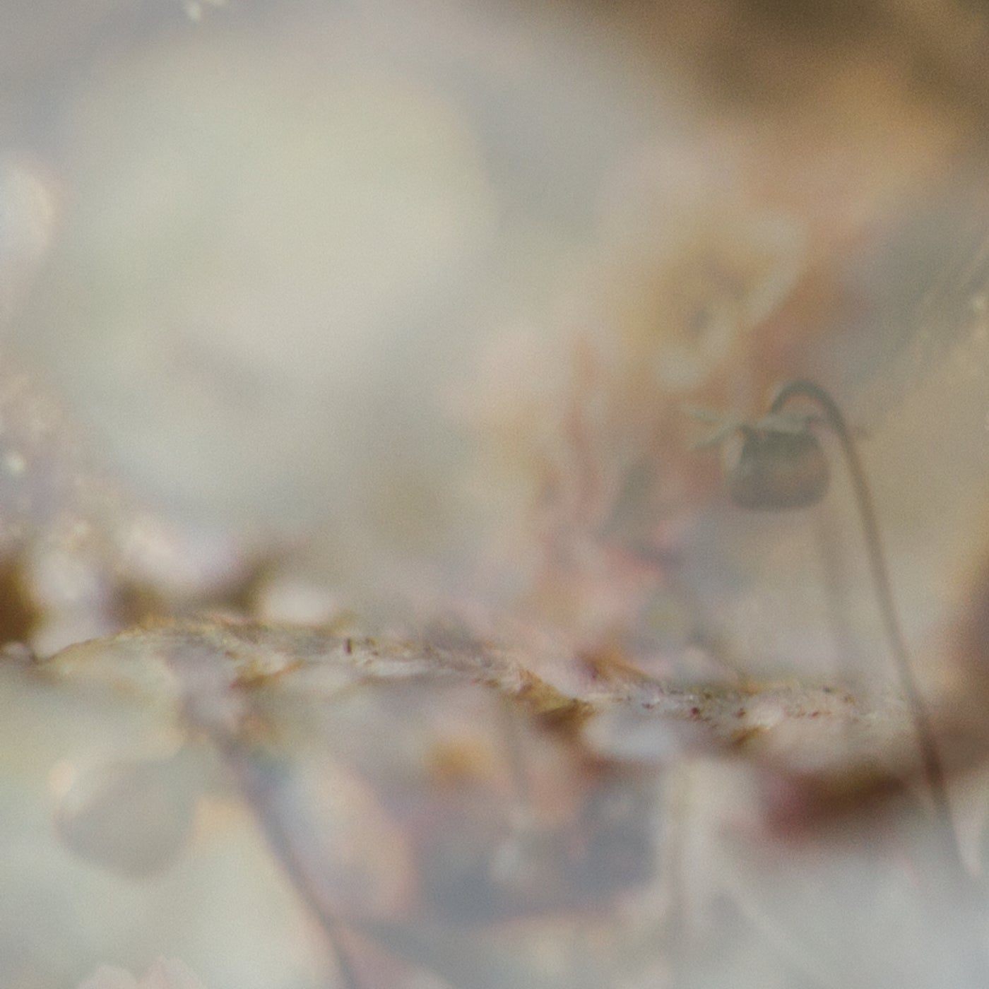 APS – Instatic [SZ031]